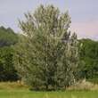 Populus alba 'Nivea': Bild 1/4