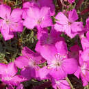 Dianthus gratianopolitanus 'La Bourboule' - Pfingstnelke