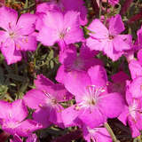 Dianthus gratianopolitanus 'La Bourboule' - Pfingstnelke