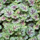 Heuchera 'Green Spice' - Purpurglöckchen