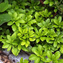 Pachysandra terminalis - Dickanthere