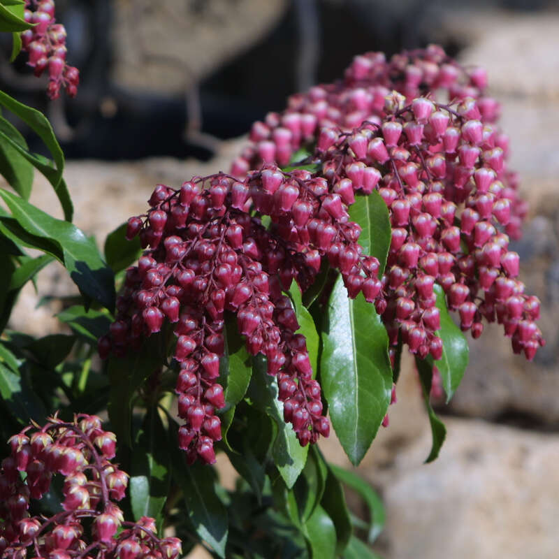 Lavendelheide - Pieris japonica 'Valley Valentine' - rot