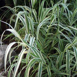 Arundo donax 'Versicolor' - Pfahlrohr