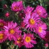 Aster novae-angliae 'Andenken an Alma Pötschke' - Raublatt-Aster