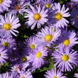 Aster dumosus 'Mittelmeer': Bild 1/6