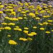 Achillea filip. 'Parker's Variety': Bild 1/3