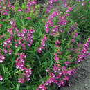 Penstemon 'Red Rocks' - Bartfaden