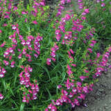 Penstemon 'Red Rocks' - Bartfaden