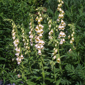 Digitalis grandiflora