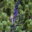 Aconitum napellus: Bild 1/2