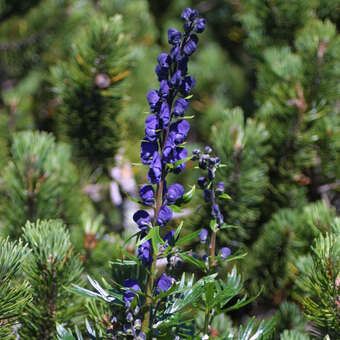 Aconitum napellus