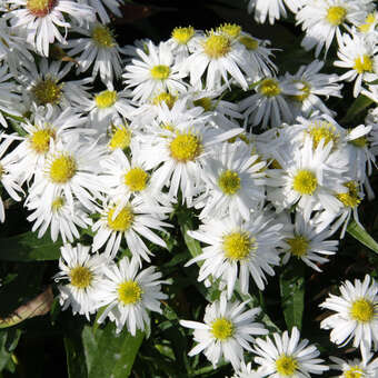 Aster dumosus 'Kristina'