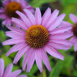 Echinacea purpurea 'Magnus' - Sonnenhut