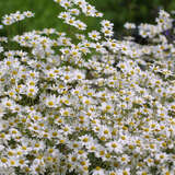 Tanacetum niveum 'Jackpot' - Margerite