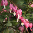 Dicentra spectabilis: Bild 1/6