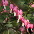 Dicentra spectabilis - Herzblume