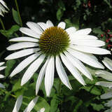 Echinacea purpurea 'Weißer Schwan' - Sonnenhut