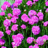 Armeria maritima 'Düsseldorfer Stolz' - Grasnelke