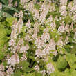 Tiarella 'Tiger Stripe': Bild 1/1