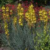 Asphodeline lutea - Junkerlilie