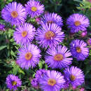 Aster novae-angliae 'Purple Dome' - Raublatt-Aster