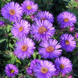 Aster novae-angliae 'Purple Dome' - Raublatt-Aster