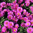 Aster dumosus 'Starlight': Bild 1/4