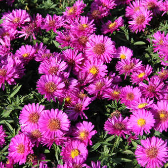 Aster dumosus 'Starlight'