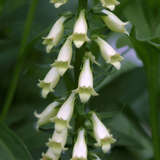 Digitalis ferruginea - Fingerhut