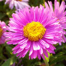 Aster alpinus 'Happy End' - Alpenaster