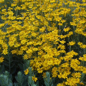 Artemisia stelleriana