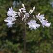 Agapanthus africanus 'Albus': Bild 4/4