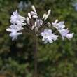 Agapanthus africanus 'Albus': Bild 1/2