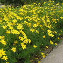 Coreopsis verticillata 'Zagreb' - Mädchenauge