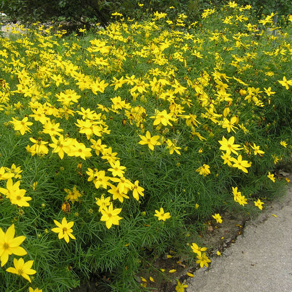 Coreopsis verticillata 'Zagreb': Bild 1/3 Coreopsis verticillata 'Zagreb': Bild 1/3