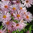 Aster n.a. 'Rosa Sieger': Bild 1/4