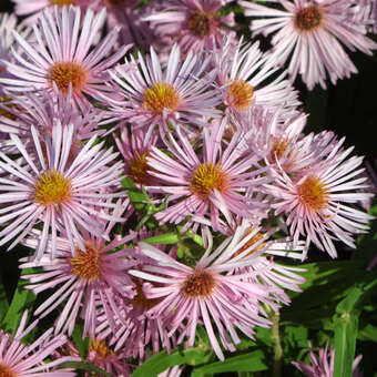 Aster n.a. 'Rosa Sieger'