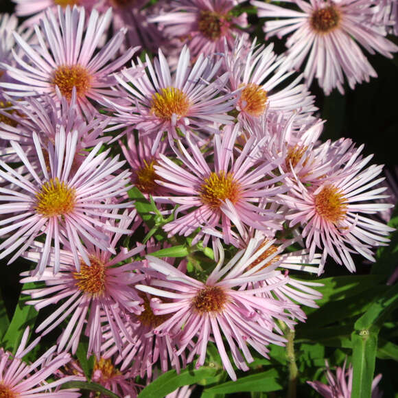Aster n.a. 'Rosa Sieger': Bild 1/4 Aster n.a. 'Rosa Sieger': Bild 1/4