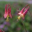 Aquilegia canadensis: Bild 1/2