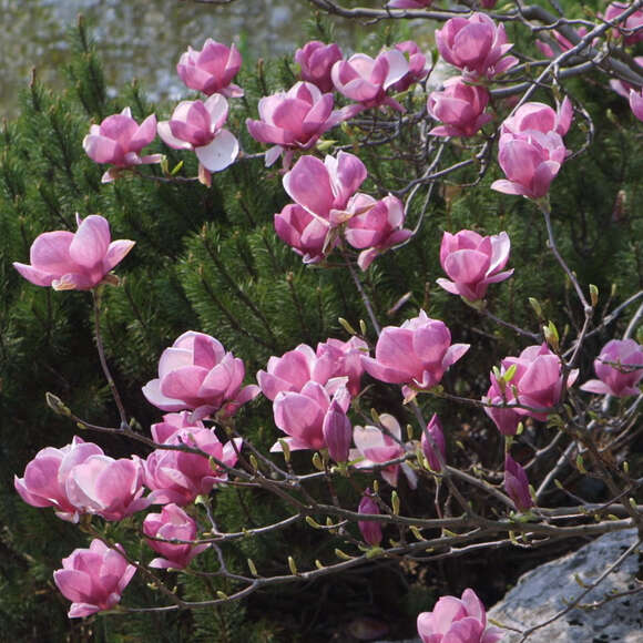 Magnolia soulangeana 'Lennei': Bild 2/6 Magnolia soulangeana 'Lennei': Bild 2/6