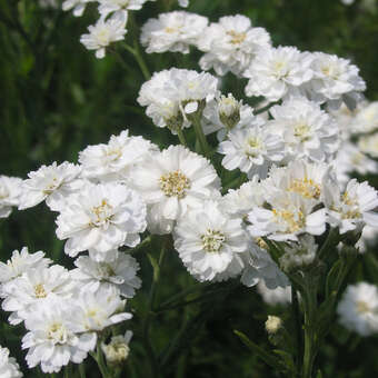 Achillea ptarmica 'The Pearl'