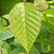 Carpinus turczaninowii: Bild 1/2