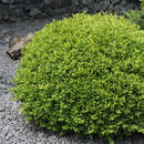 Buxus sempervirens - Buchs