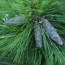 Zwerg-Seidenföhre - Pinus schwerinii 'Wiethorst'