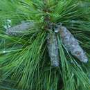 Pinus schwerinii 'Wiethorst' - Zwerg-Seidenföhre