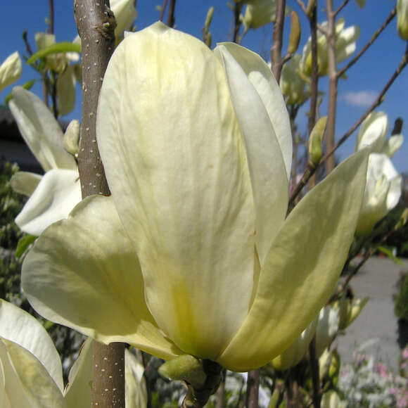 Magnolia denudata 'Yellow River': Bild 4/5