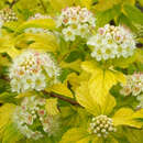 Physocarpus opulifol. 'Dart's Gold' - Gelblaubige Blasenspiere