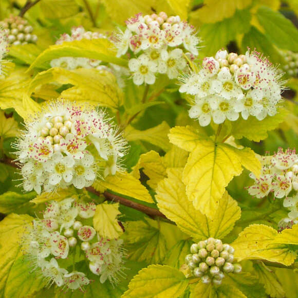 Physocarpus opulifolius 'Dart's Gold': Bild 1/5 Physocarpus opulifolius 'Dart's Gold': Bild 1/5