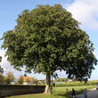 Aesculus carnea 'Briotii': Bild 1/6