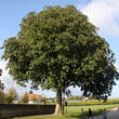 Aesculus carnea 'Briotii': Bild 2/6